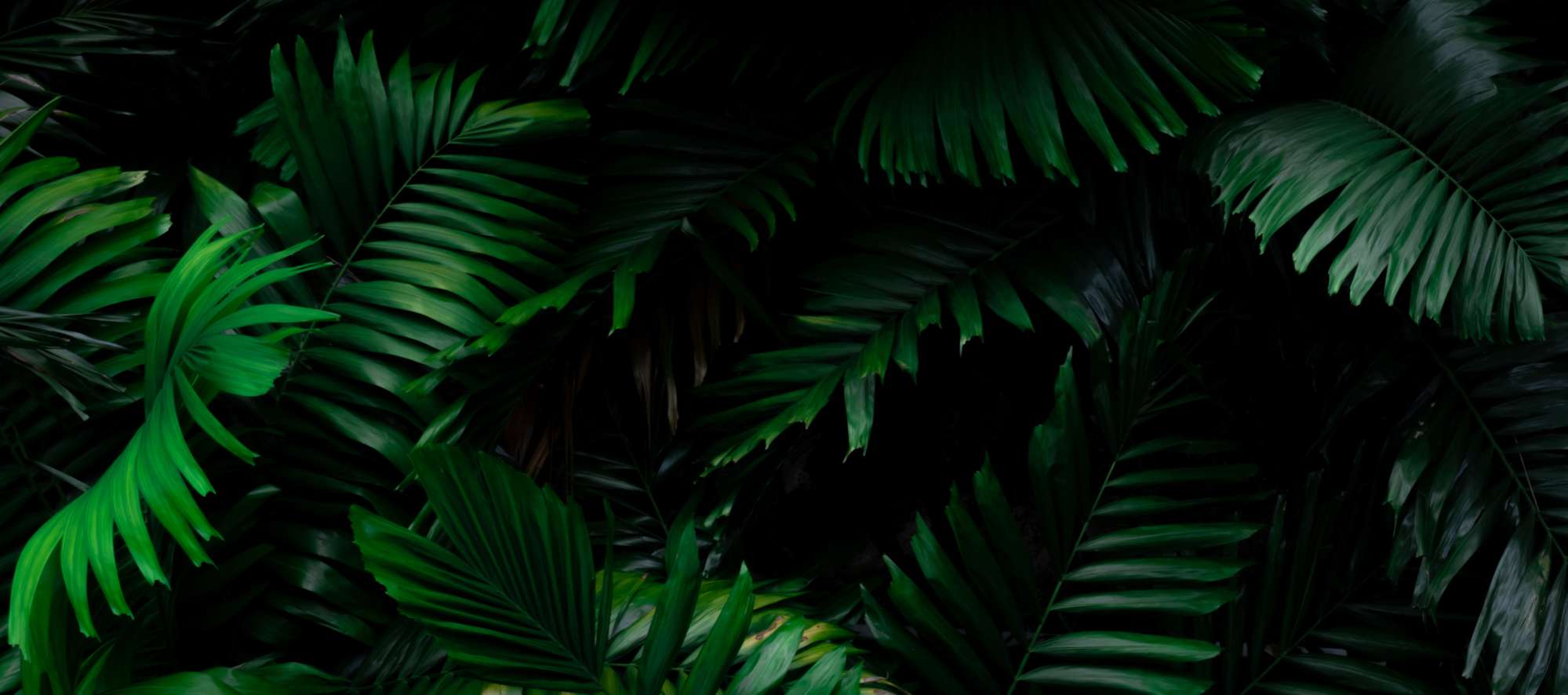 bannerdruck_palme bannerdruck_palme